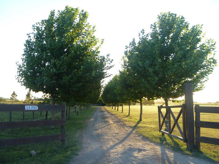 HARAS Y CENTRO DE TRANSPLANTE EMBRIONARIO POLO